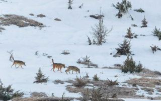 Winter Wildlife Safaris Apennines