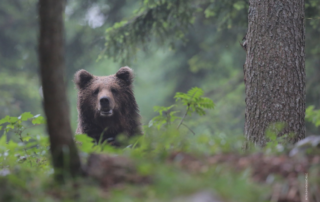 Wild Nature Safari Trips in Europe Eurasian Brown Bear Watching