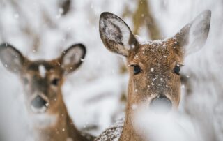 Deer Wildlife Nature Safari Trips in Europe
