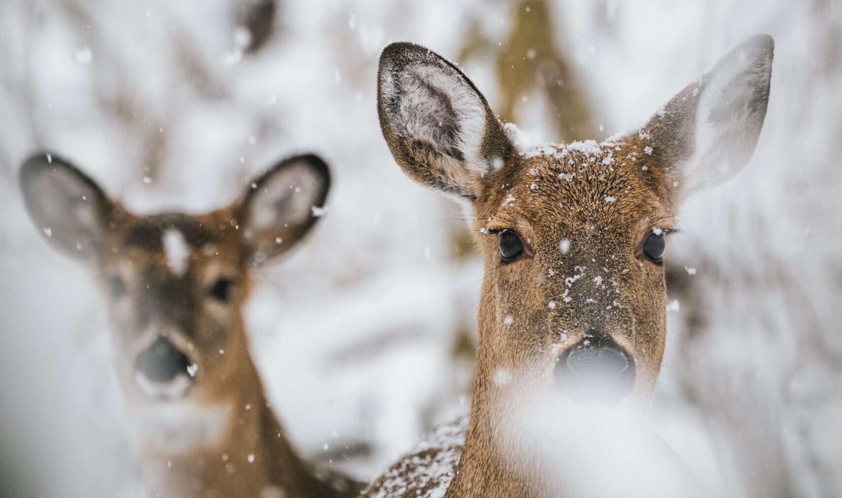 Deer Wildlife Nature Safari Trips in Europe