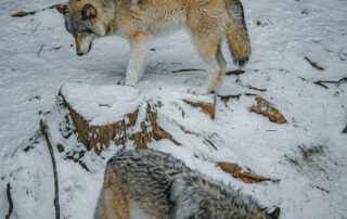 Wild Nature Safari Trips in Europe Wolves Tracking Apennines