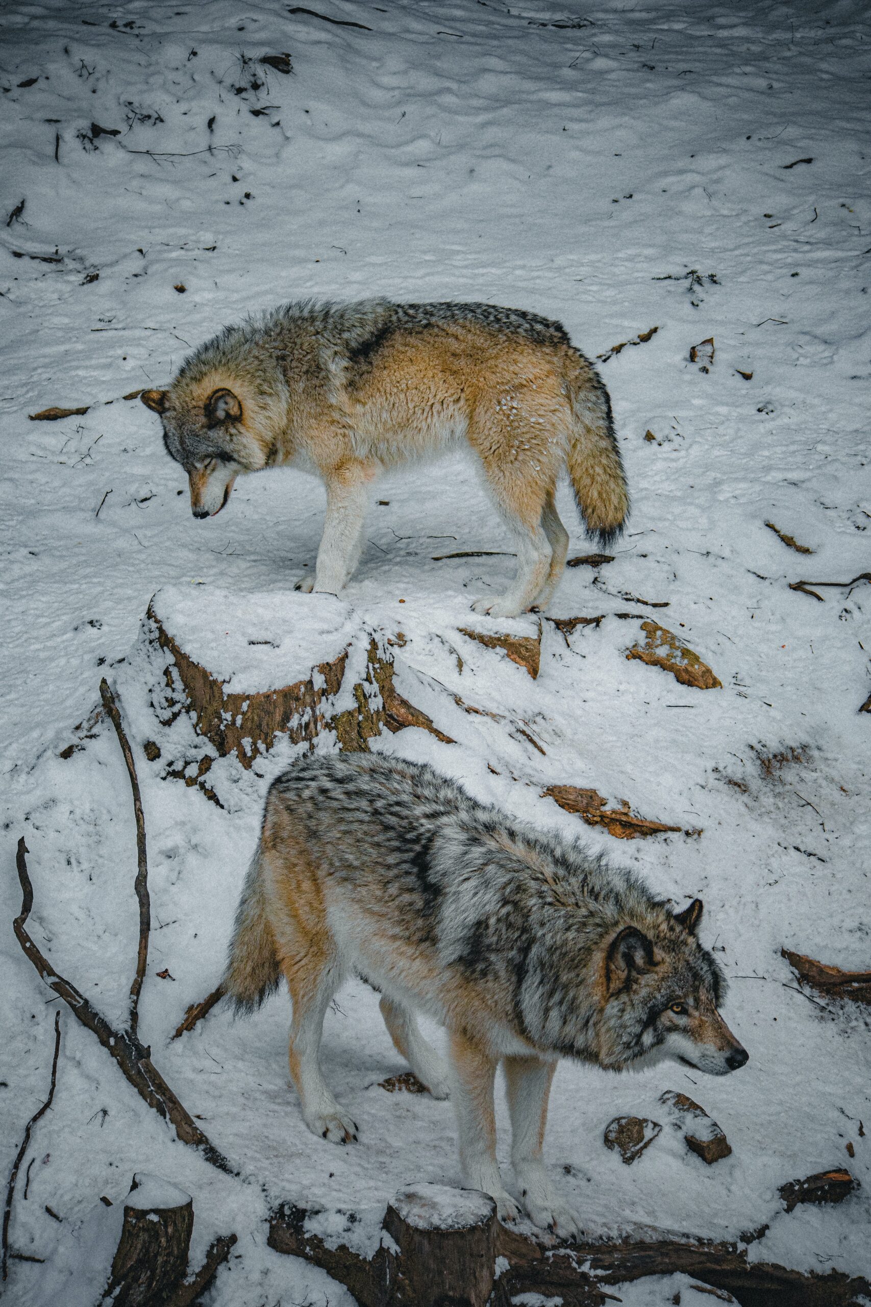 Wild Nature Safari Trips in Europe Wolves Tracking Apennines