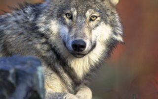 Wild Nature Safari Trips in Europe Wolves Tracking Alps