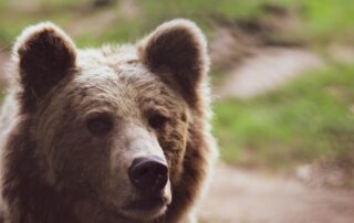 Wild Nature Safari Trips in Europe Eurasian Brown Bear Tracking