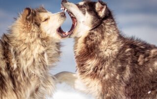 Winter Wolves Tracking Safari Italy